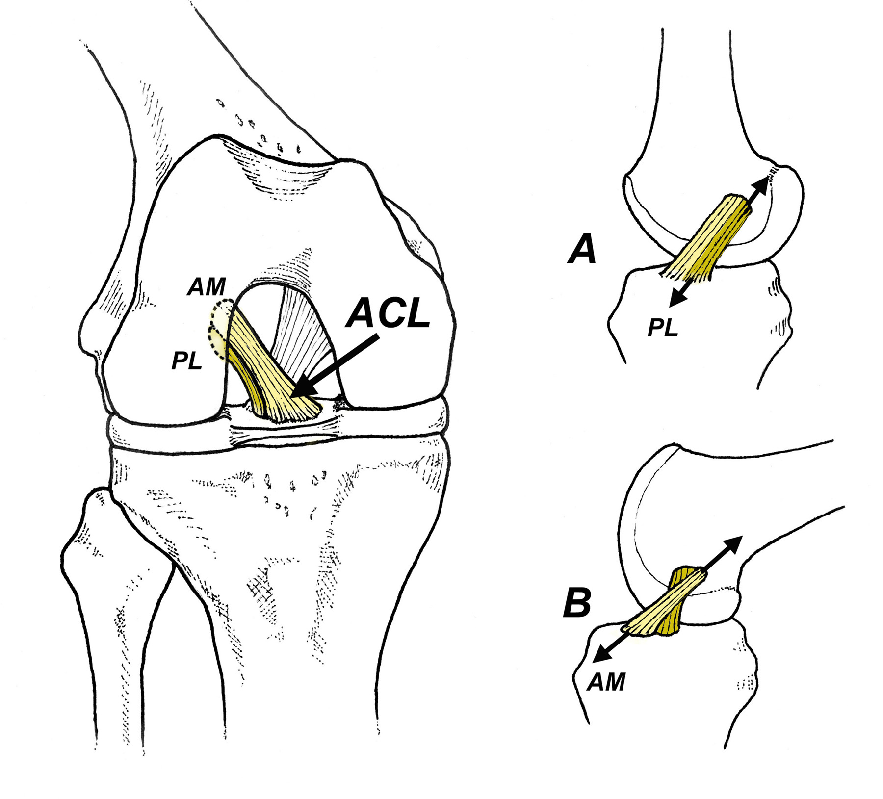 The Treatment And Prevention Of Anterior Cruciate Ligament Injuries ...